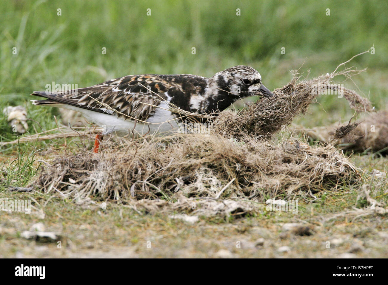 Voltapietre (Arenaria interpres), la ricerca di materiale di nidificazione, Paesi Bassi, Texel Foto Stock