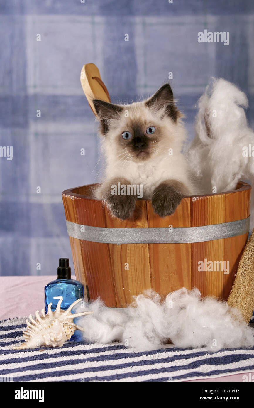 Ragdoll (Felis silvestris f. catus), il gattino in una vasca da bagno, Sala da bagno Foto Stock