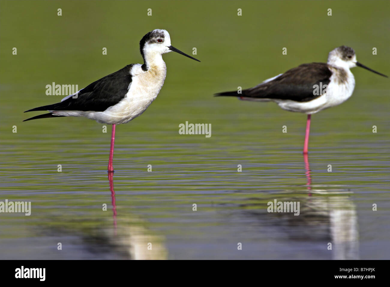 Black-winged stilt (Himantopus himantopus), due persone in piedi in acqua, Grecia LESBO Foto Stock