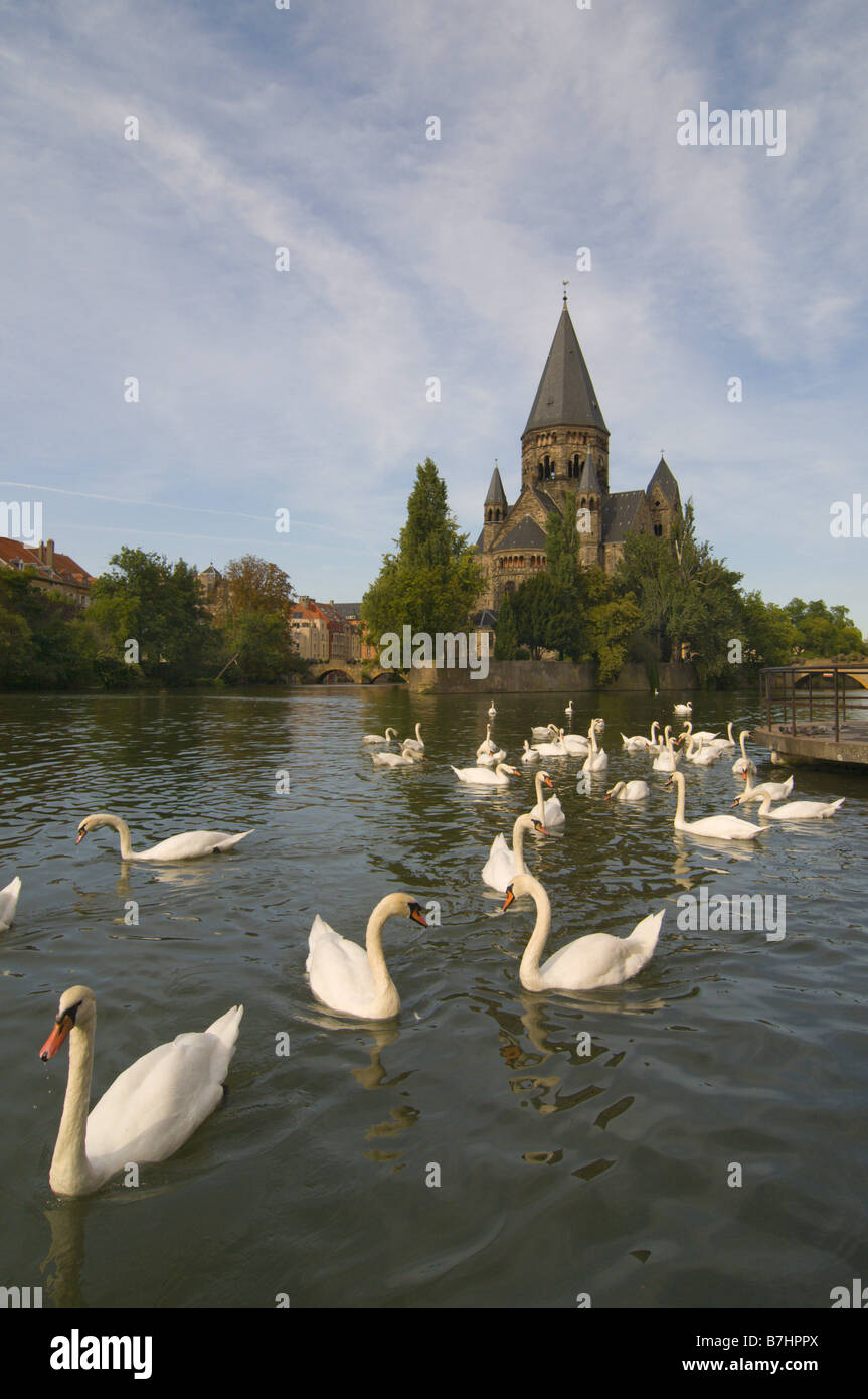 Cigni su il Mosel davanti al tempio Neuf, Francia, Lorena, Metz Foto Stock