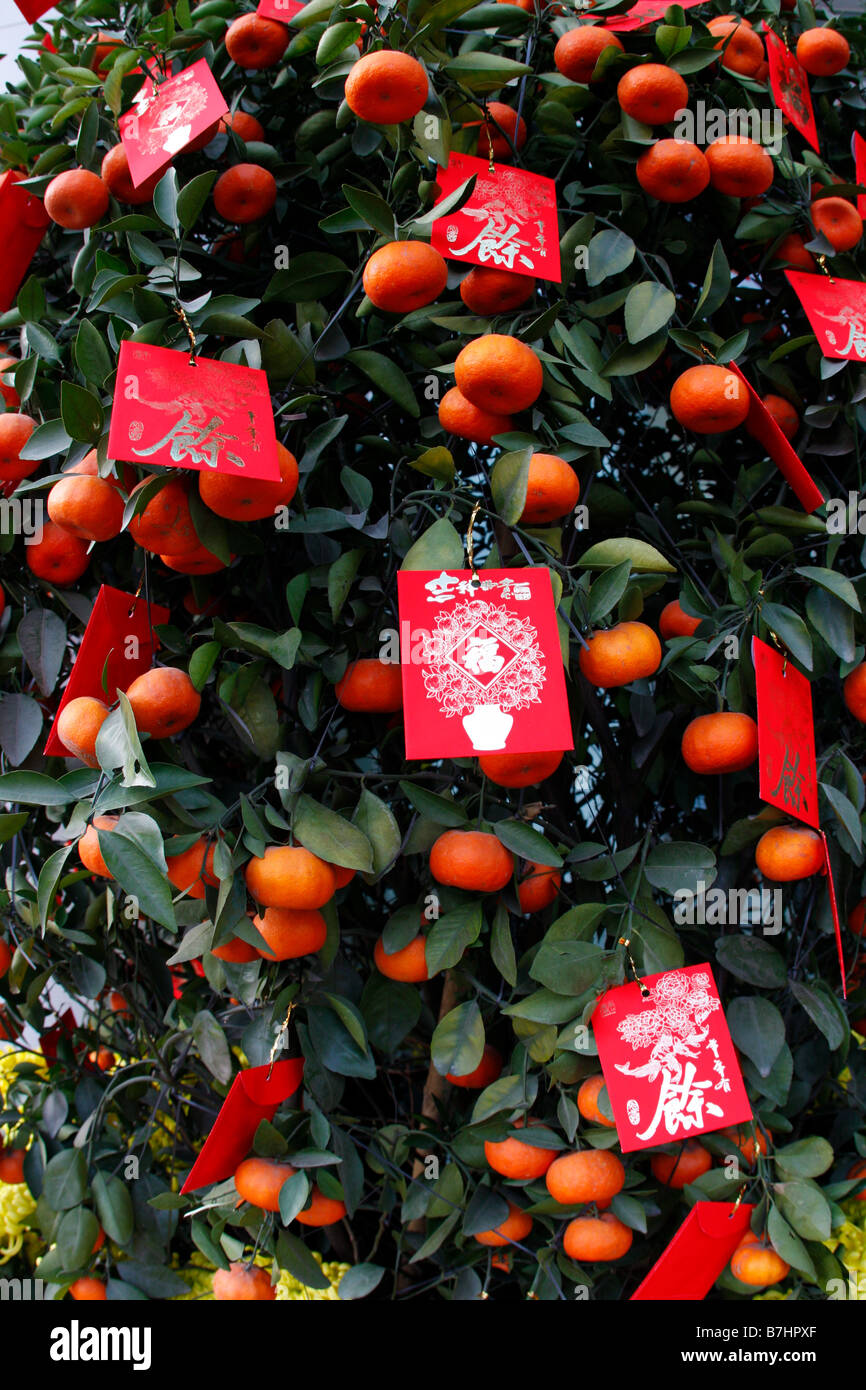 Cinese tradizionale Orange nuovi anni impianto di festa Foto Stock