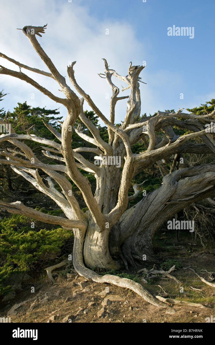 Gnarly vecchio Monterey cipresso, Point Lobos State Reserve, Big Sur, CALIFORNIA, STATI UNITI D'AMERICA Foto Stock