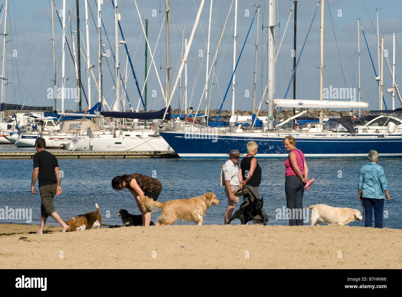 Off guinzaglio 'Dog beach' a Brighton sulla Port Phillip Bay , Melbourne, Australia Foto Stock