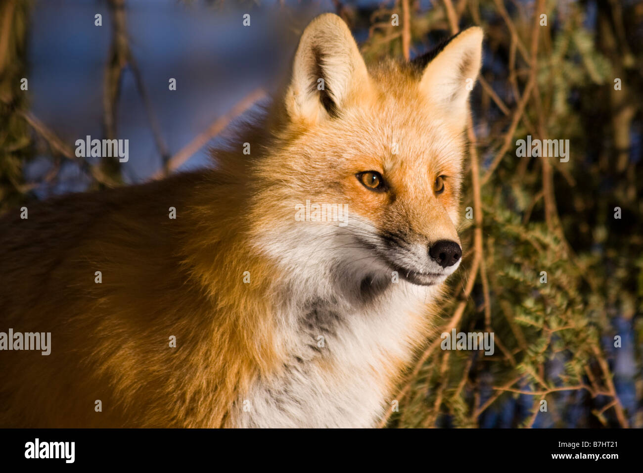 Red Fox a Shubenacadie Wildlife Park, Nova Scotia, Canada Foto Stock