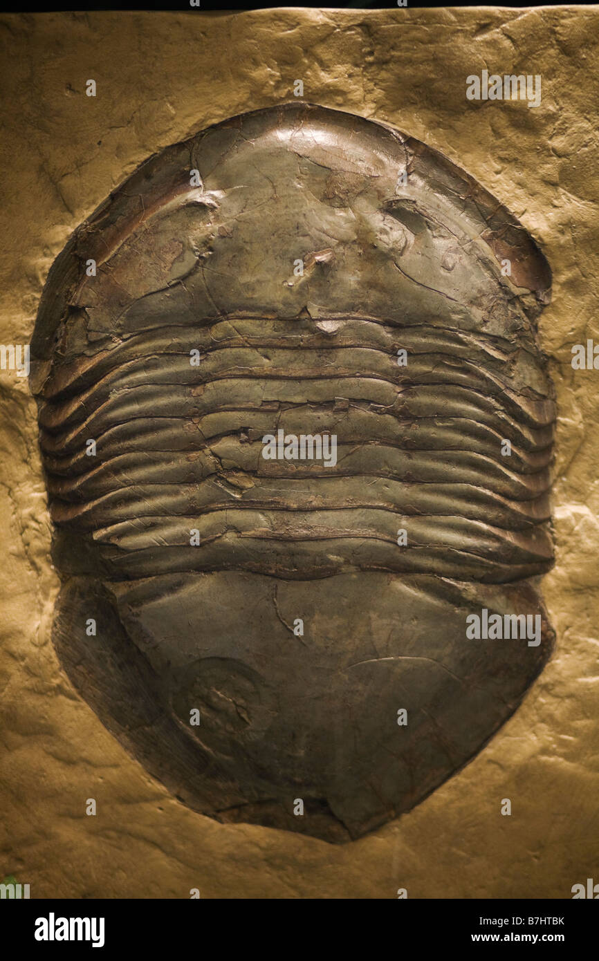 A 438 milioni di anni (trilobata tardo periodo Ordovician) unearthed in Ohio Foto Stock