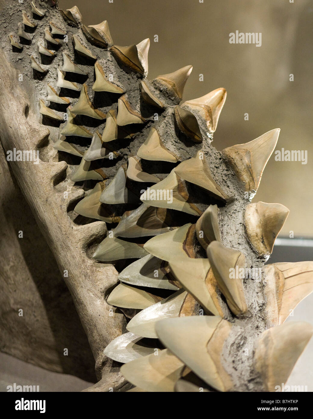 Il grande squalo bianco denti Foto Stock