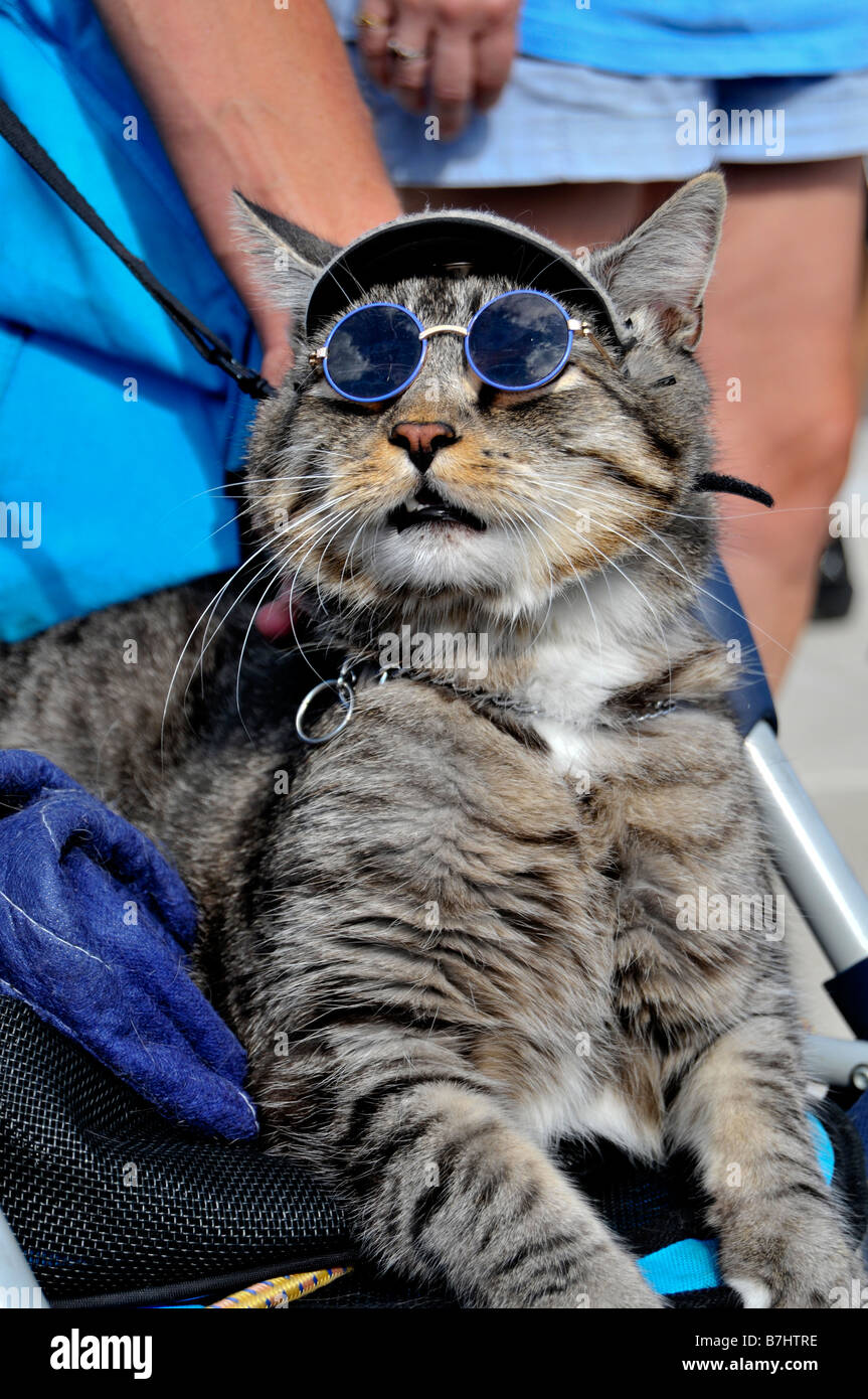 Cat pone il ritratto di indossare occhiali da sole e una visiera Foto Stock