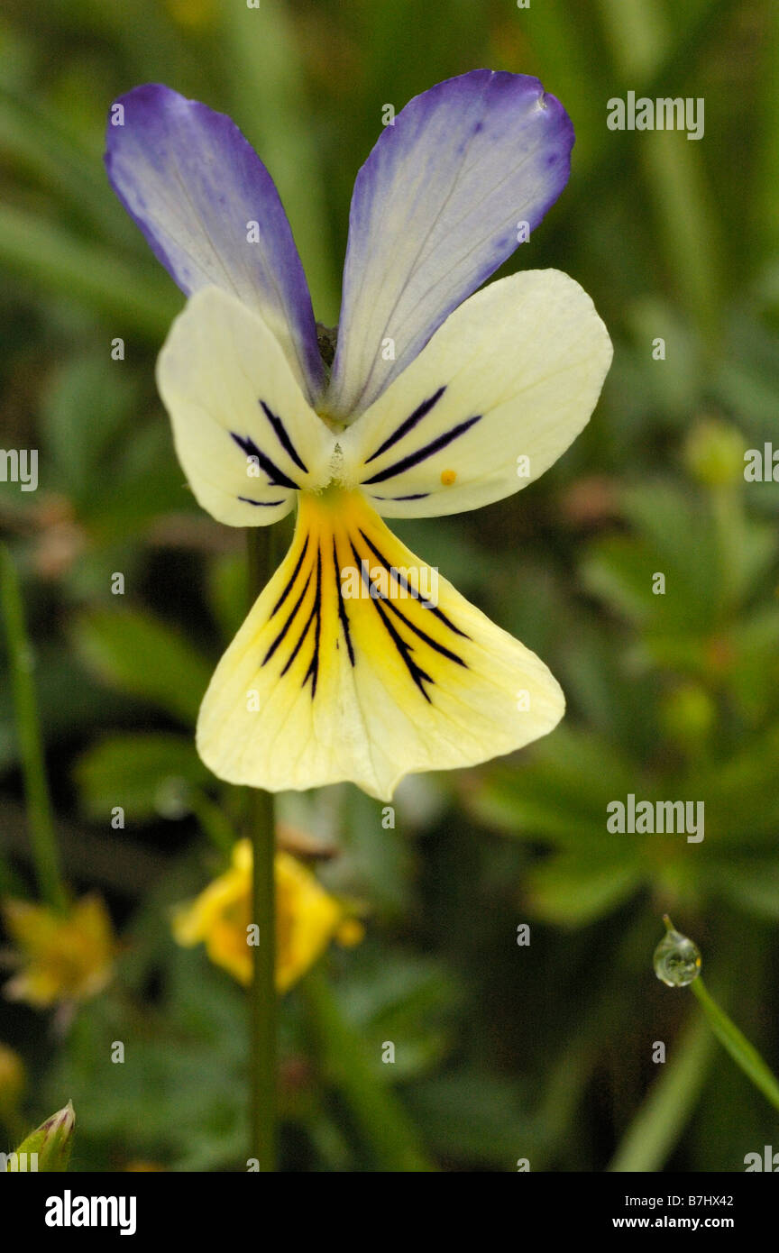 Pansy di montagna Foto Stock