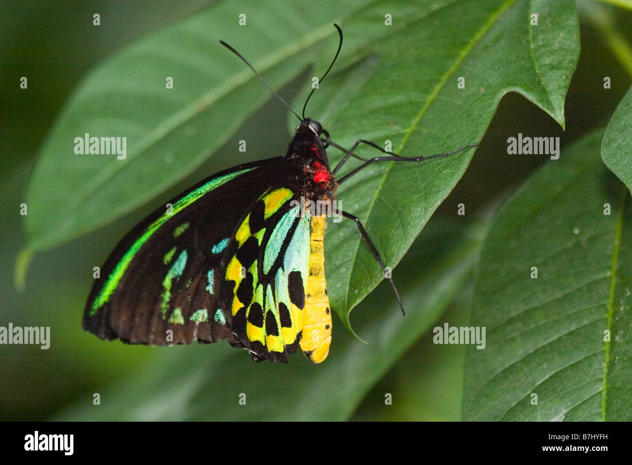 Butterfly (Ornithoptera priamus priamus) in appoggio sulla lamina, Niagara Conservatory della Farfalla, Niagara Falls, Ontario, Canada. Foto Stock
