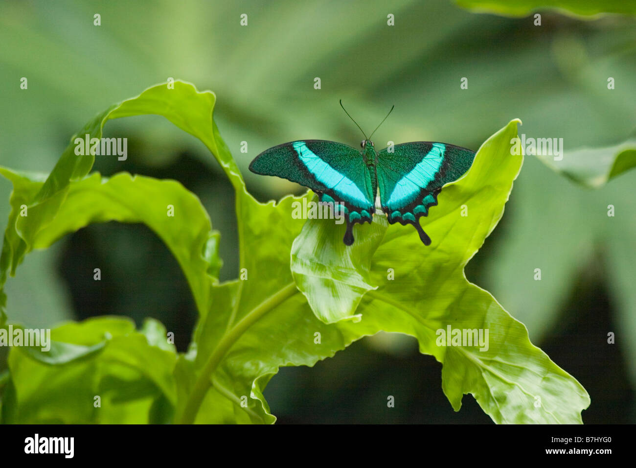 Green nastrare farfalla pavone (Papilio palinurus) crogiolarsi sulla lamina Niagara Conservatory della Farfalla Niagara Falls Ontario, Canada Foto Stock