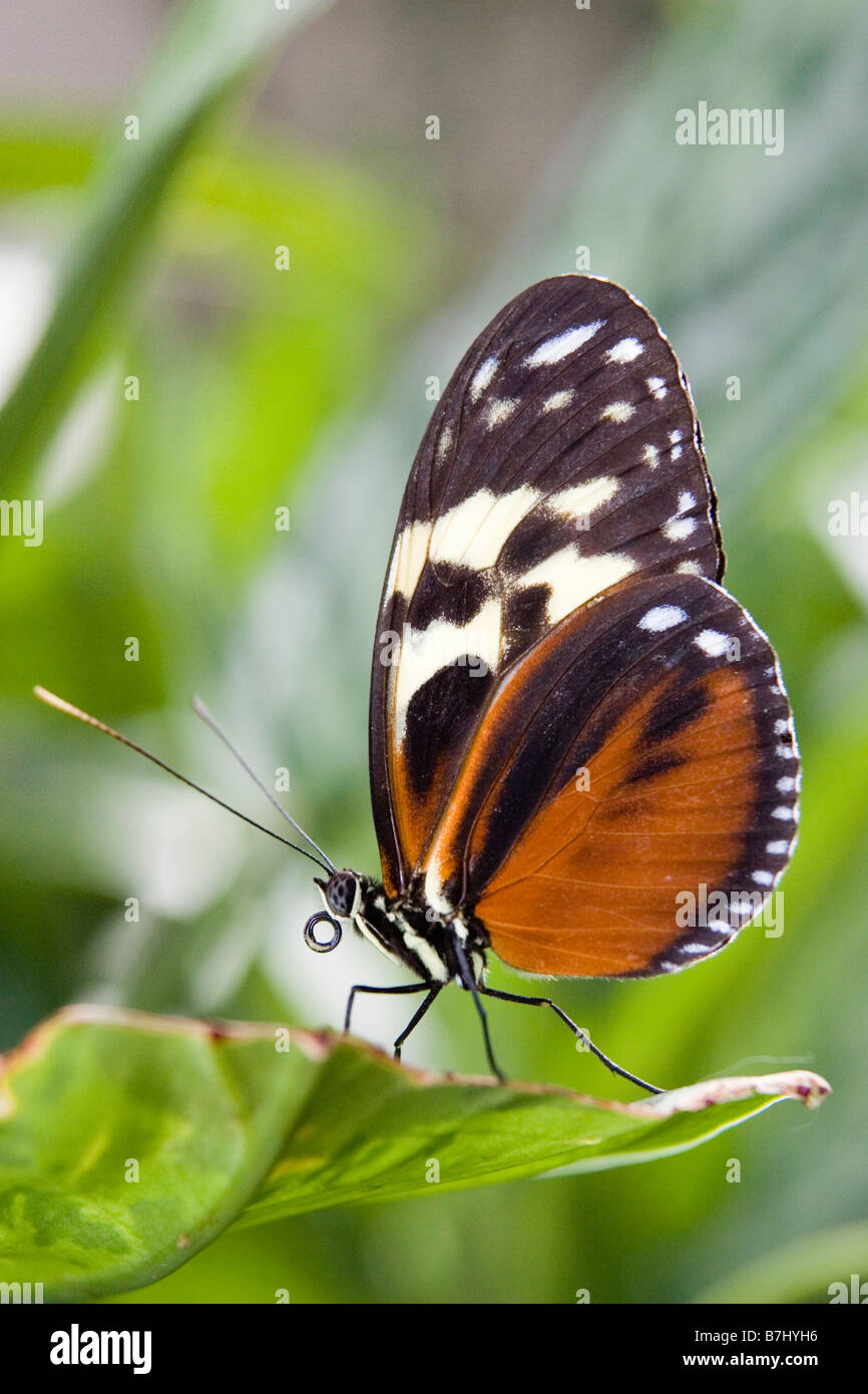 Tiger Longwing butterfly (Heliconius hecale) in appoggio sulla lamina, Niagara Conservatory della Farfalla, Niagara Falls, Ontario, Canada. Foto Stock