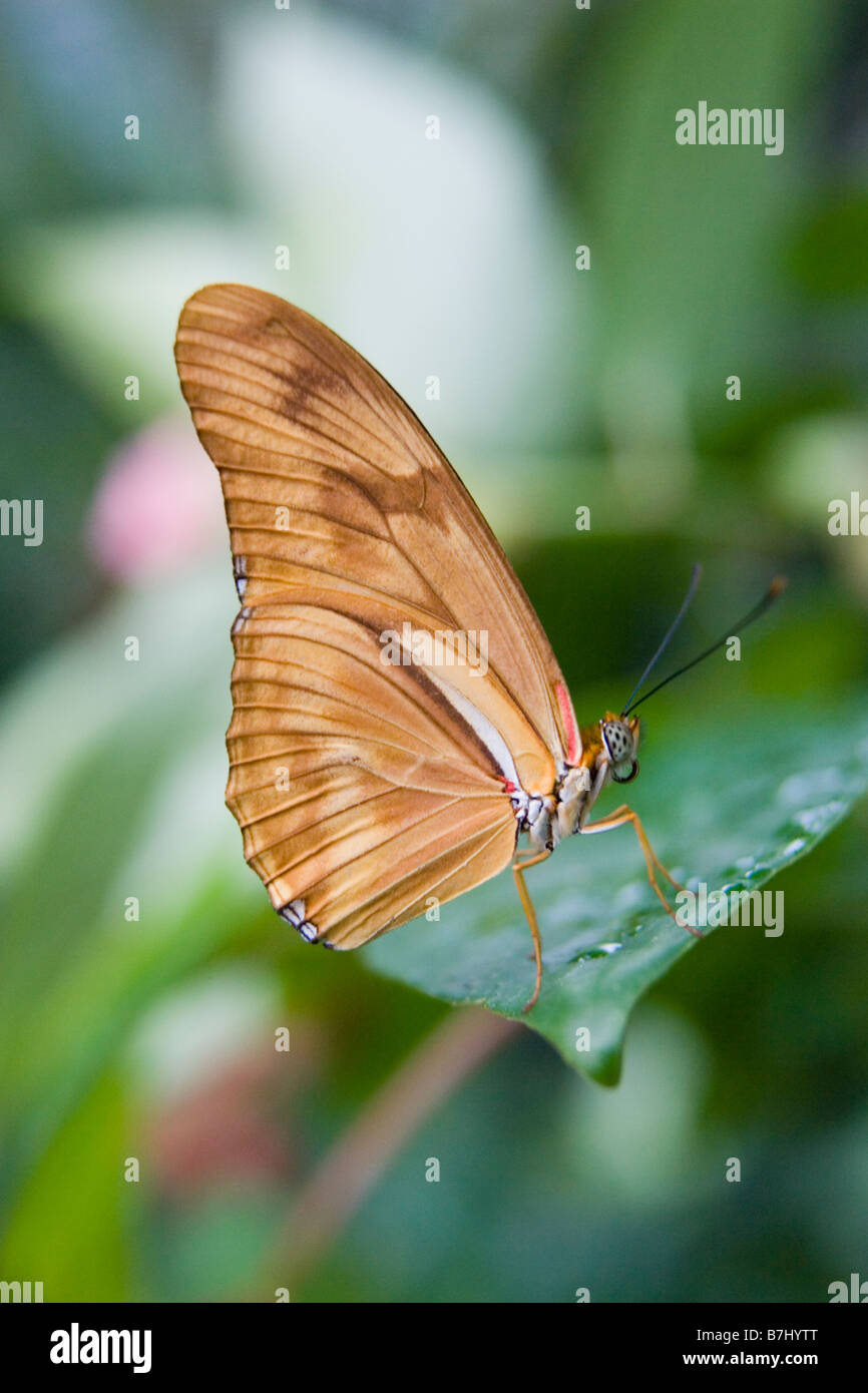 Julia butterfly (Dryas iulia) in appoggio sulla lamina, Niagara Conservatory della Farfalla, Niagara Falls, Ontario, Canada. Foto Stock