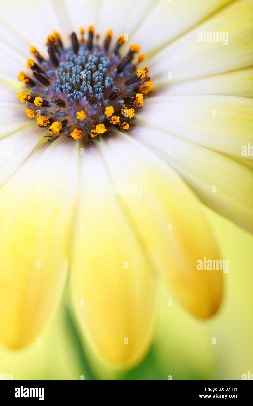 Bella margherita Foto Stock