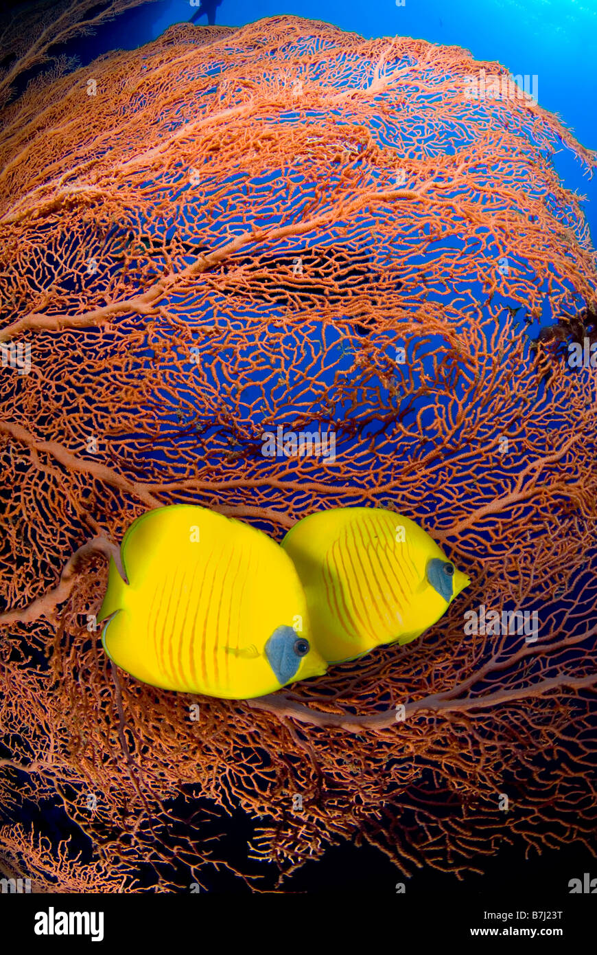 Coppia mascherata di pesci farfalla nella parte anteriore di mare gorgonia ventola, Mar Rosso, Egitto Foto Stock