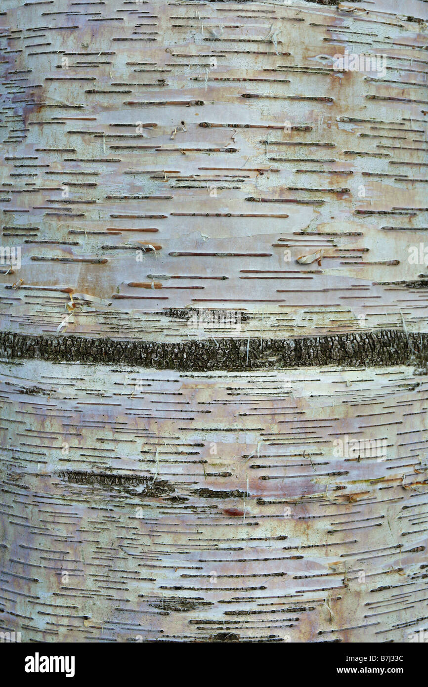 BETULA PAPYRIFERA tronco Foto Stock