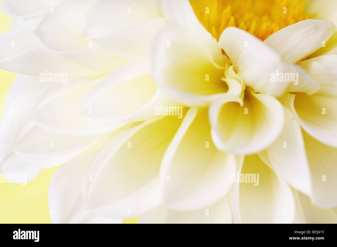Splendido pastello pallido dahlia con pieghe di petali Foto Stock