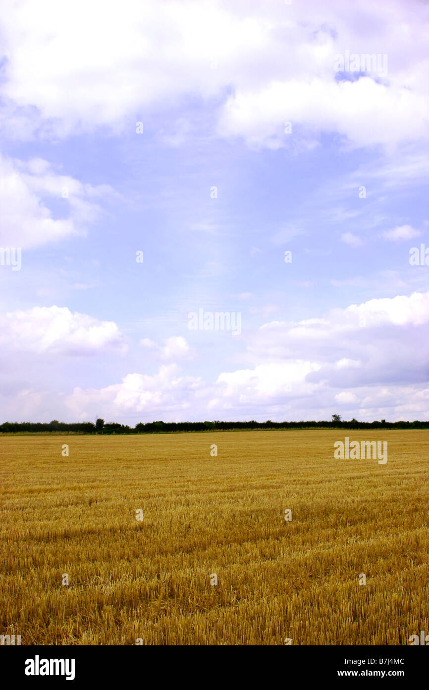 Campo di grano recentemente raccolte, Stow on the Wold, Gloustershire, Inghilterra Foto Stock