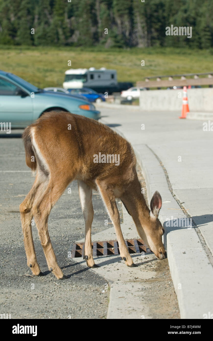 Mule Deer leccare il sale fuori strada in un parcheggio. Il Parco nazionale di Olympic, Hurricane Ridge, Washington, Stati Uniti d'America Foto Stock