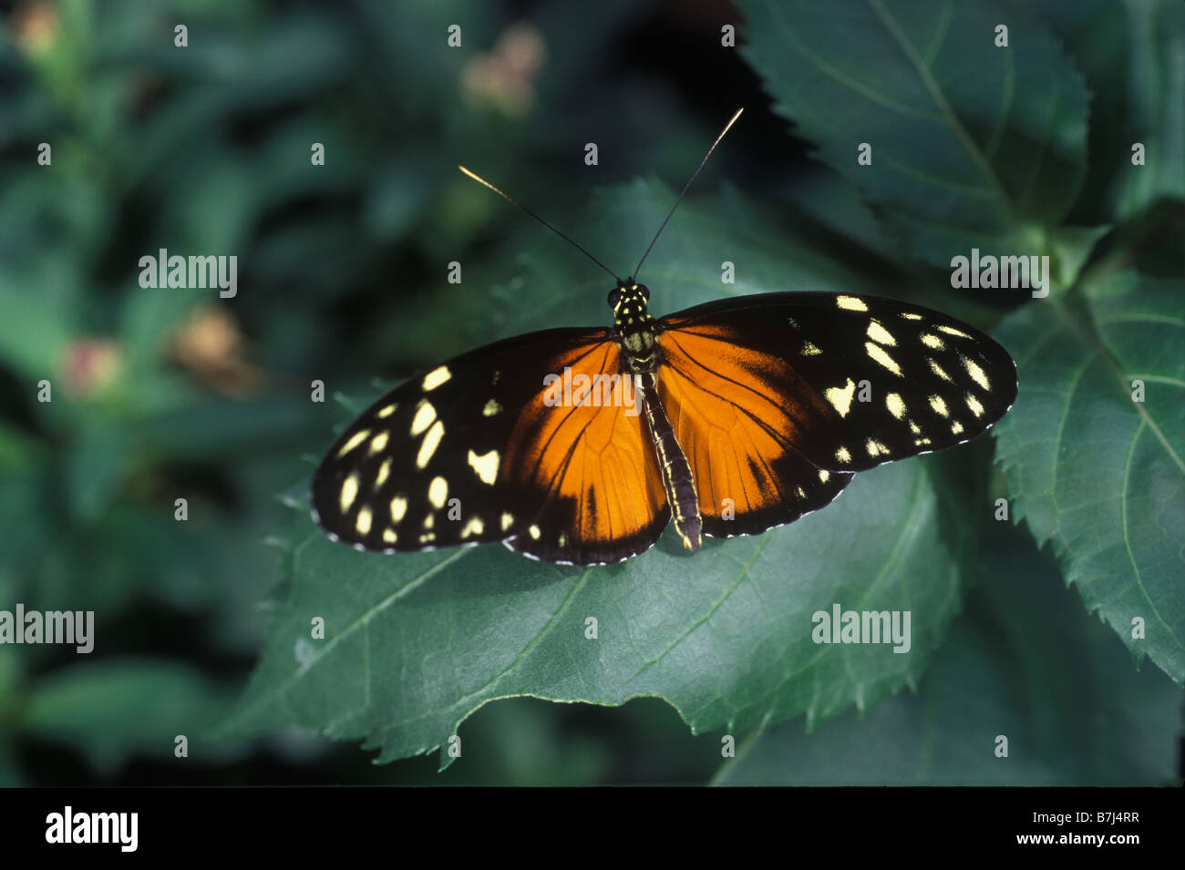 Butterfly, Whistler, British Columbia Foto Stock