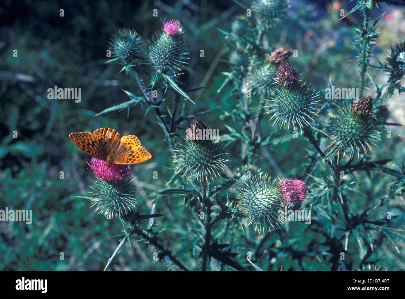 Farfalla sui cardi, Whistler, British Columbia Foto Stock