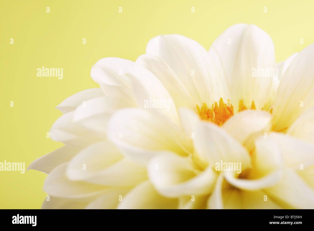 Splendido pastello pallido dahlia con pieghe di petali Foto Stock