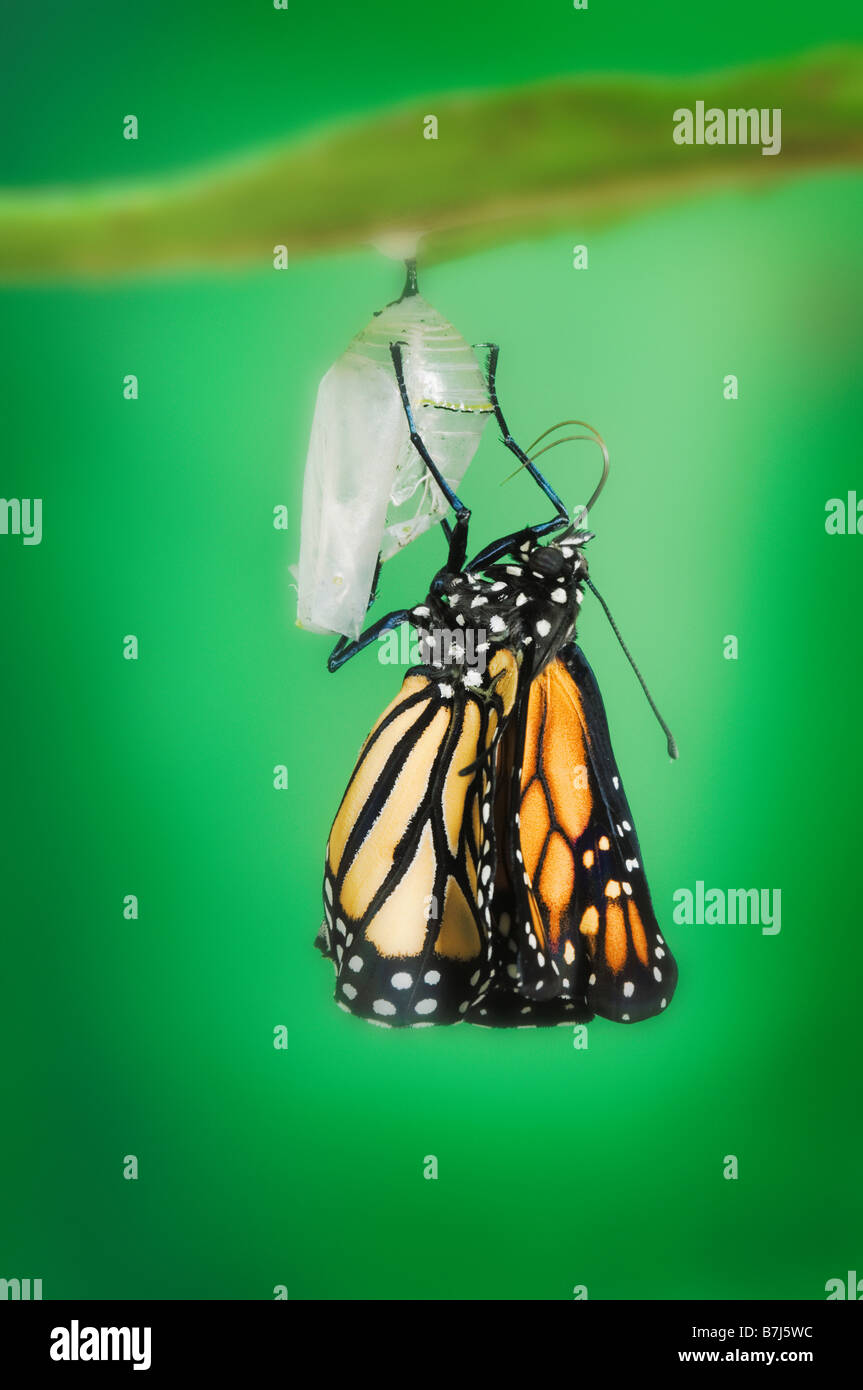 Farfalla monarca al ciclo di vita, emergente dal bozzolo. Foto Stock