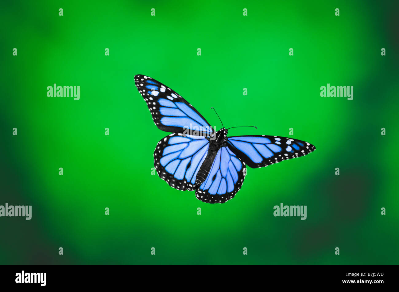 Farfalla in volo Foto Stock