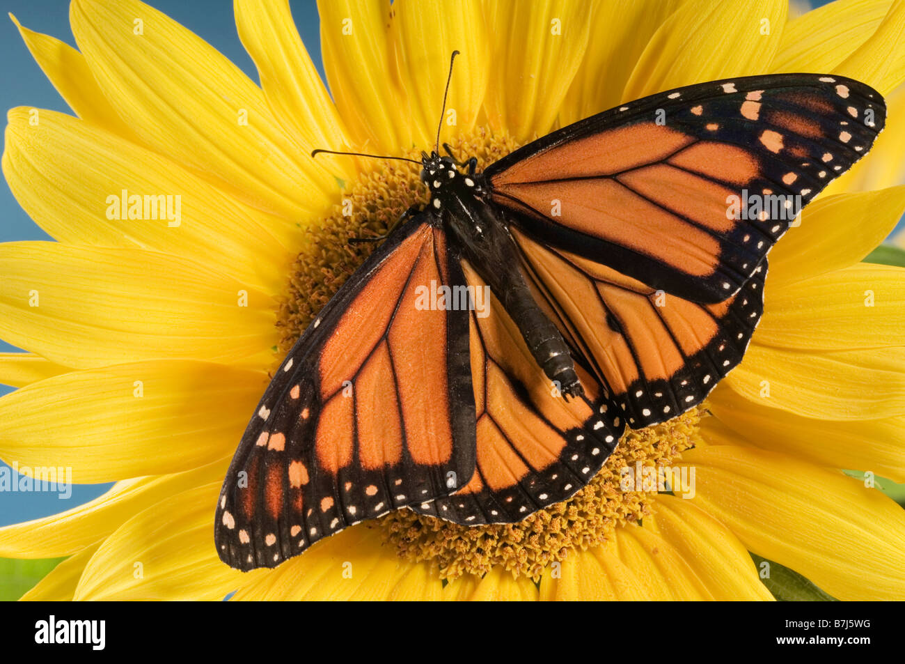 Farfalla monarca sui semi di girasole. Foto Stock