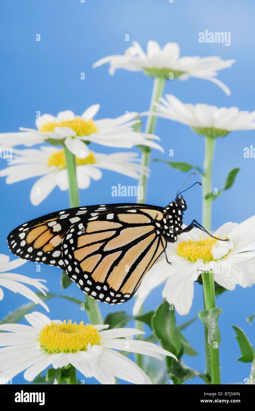 Farfalla monarca in margherite. Foto Stock