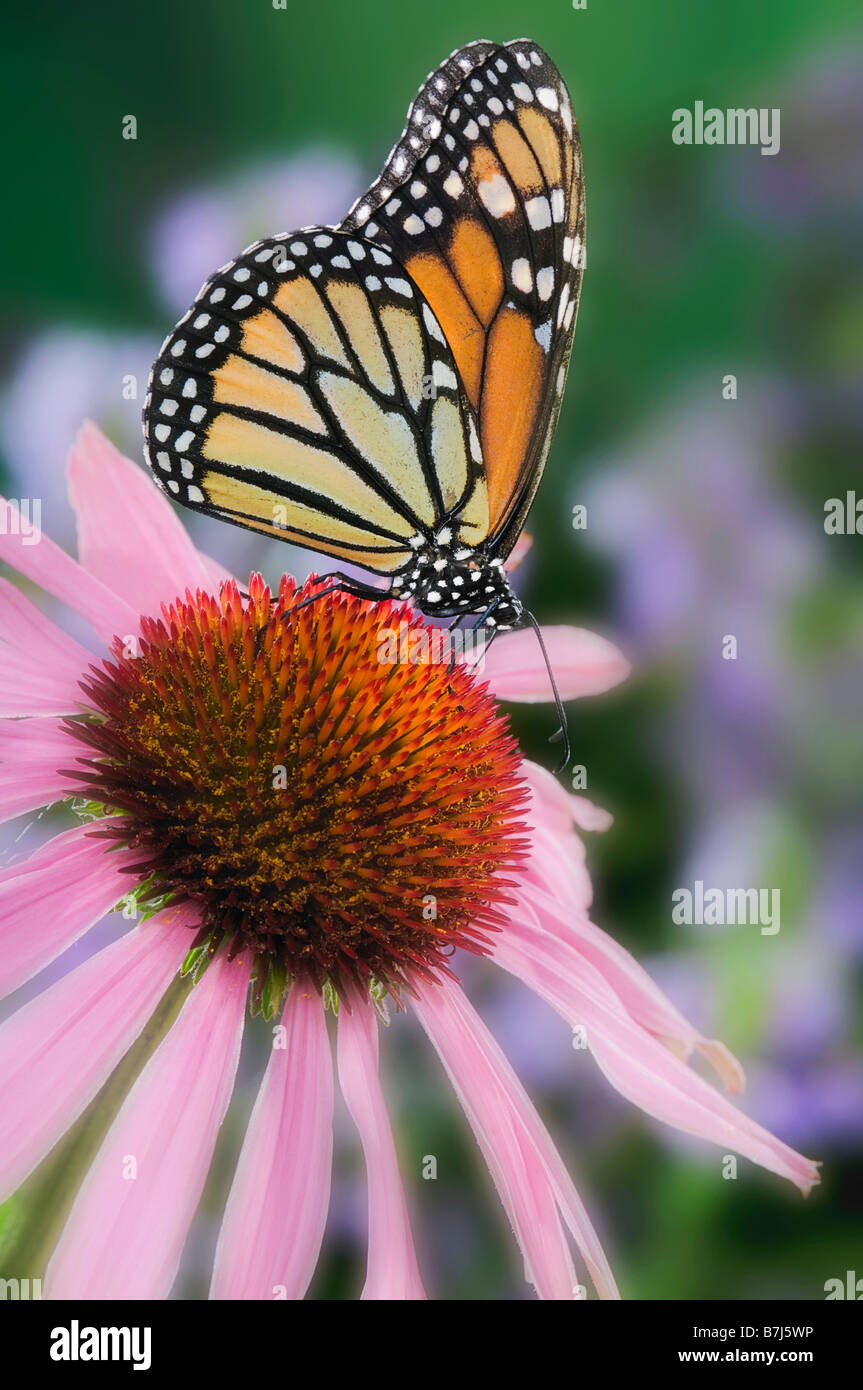 Farfalla monarca alimentazione su coneflower. Dartmouth, Nova Scotia Foto Stock