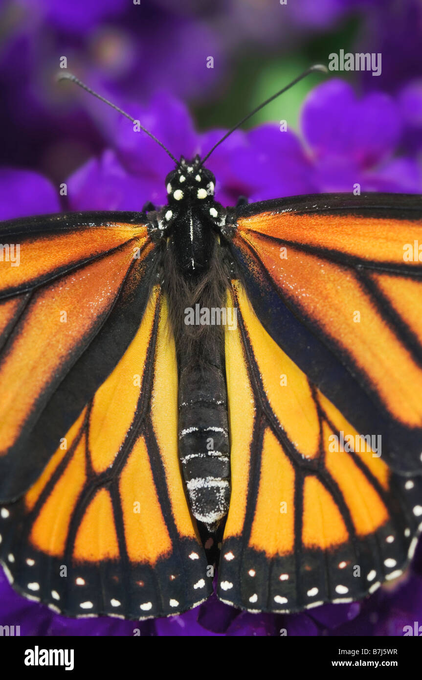 Farfalla monarca close-up. Foto Stock