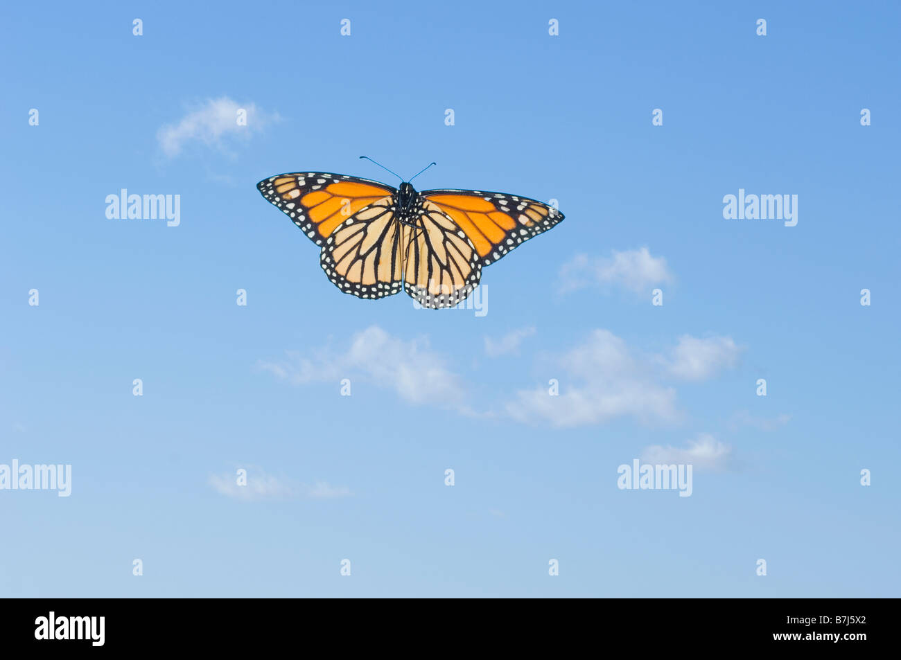 Farfalla monarca in volo. Foto Stock