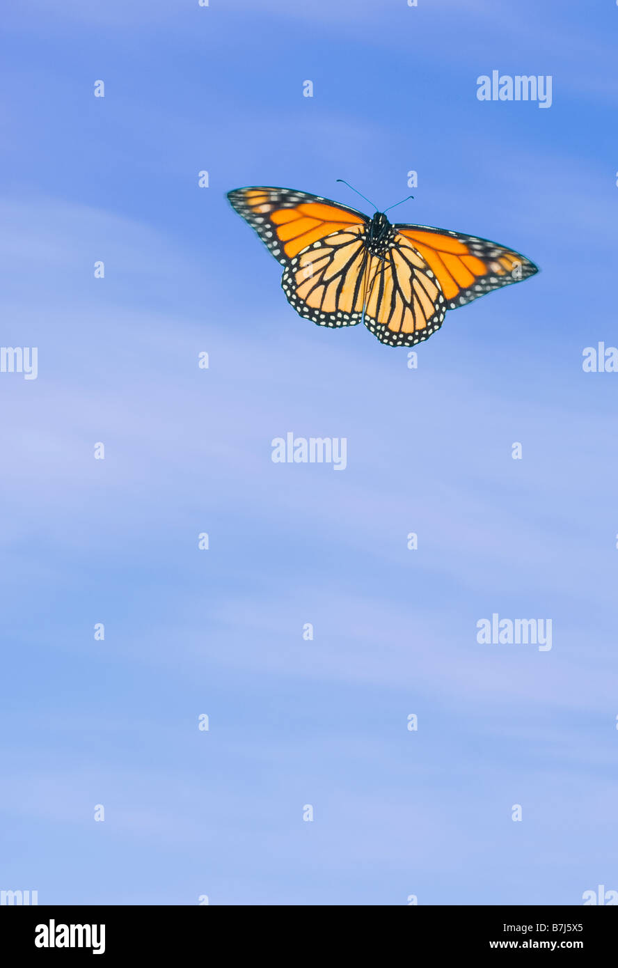 Farfalla monarca in volo. Foto Stock