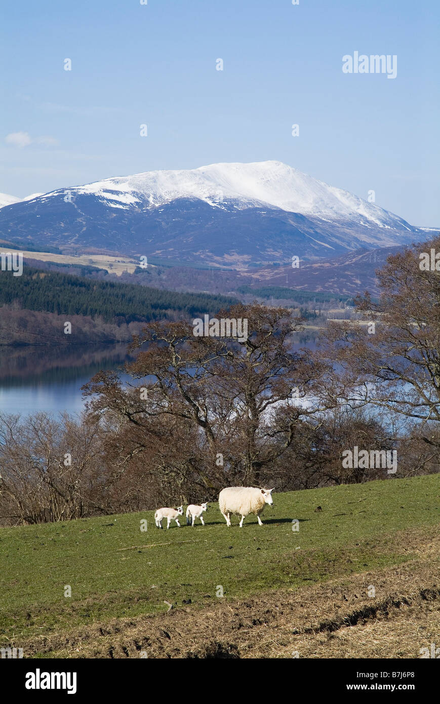 dh Loch Tummel STRATHTUMMEL PERTHSHIRE Scozia pecore due agnelli in campo Mount Schiehallion Ewe regno unito highlands scozzesi primavera agnello fattoria animali scena Foto Stock