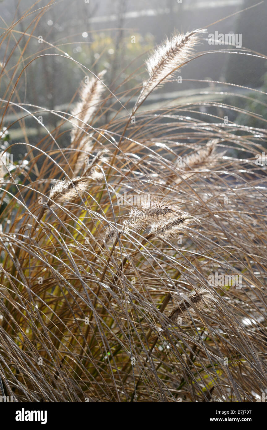 Alopecurus, o di coda di volpe erbe erba retro illuminato in un giardino invernale Gennaio Foto Stock