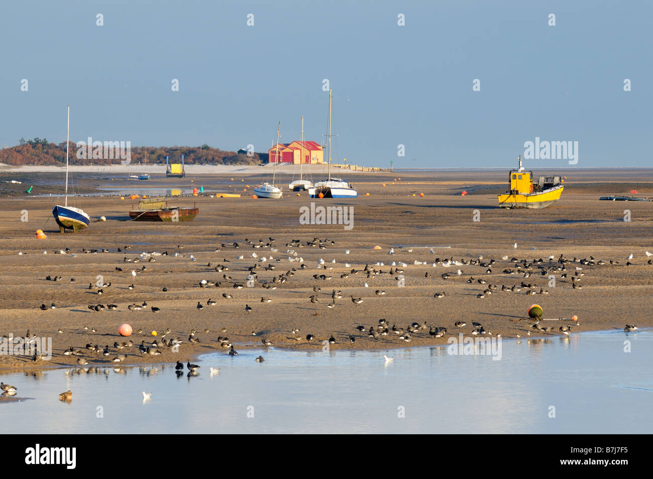 Brent oche branta bernicla uccelli nel canale di marea pozzetti accanto il mare North Norfolk REGNO UNITO Foto Stock