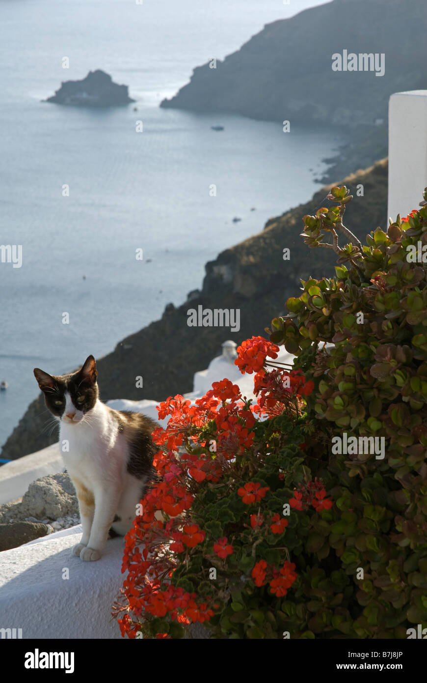 Grecia SANTORINI, Oia. Un gatto sulla cima delle scogliere di Oia, dove le case sono state delved in roccia vulcanica porosa. Foto Stock