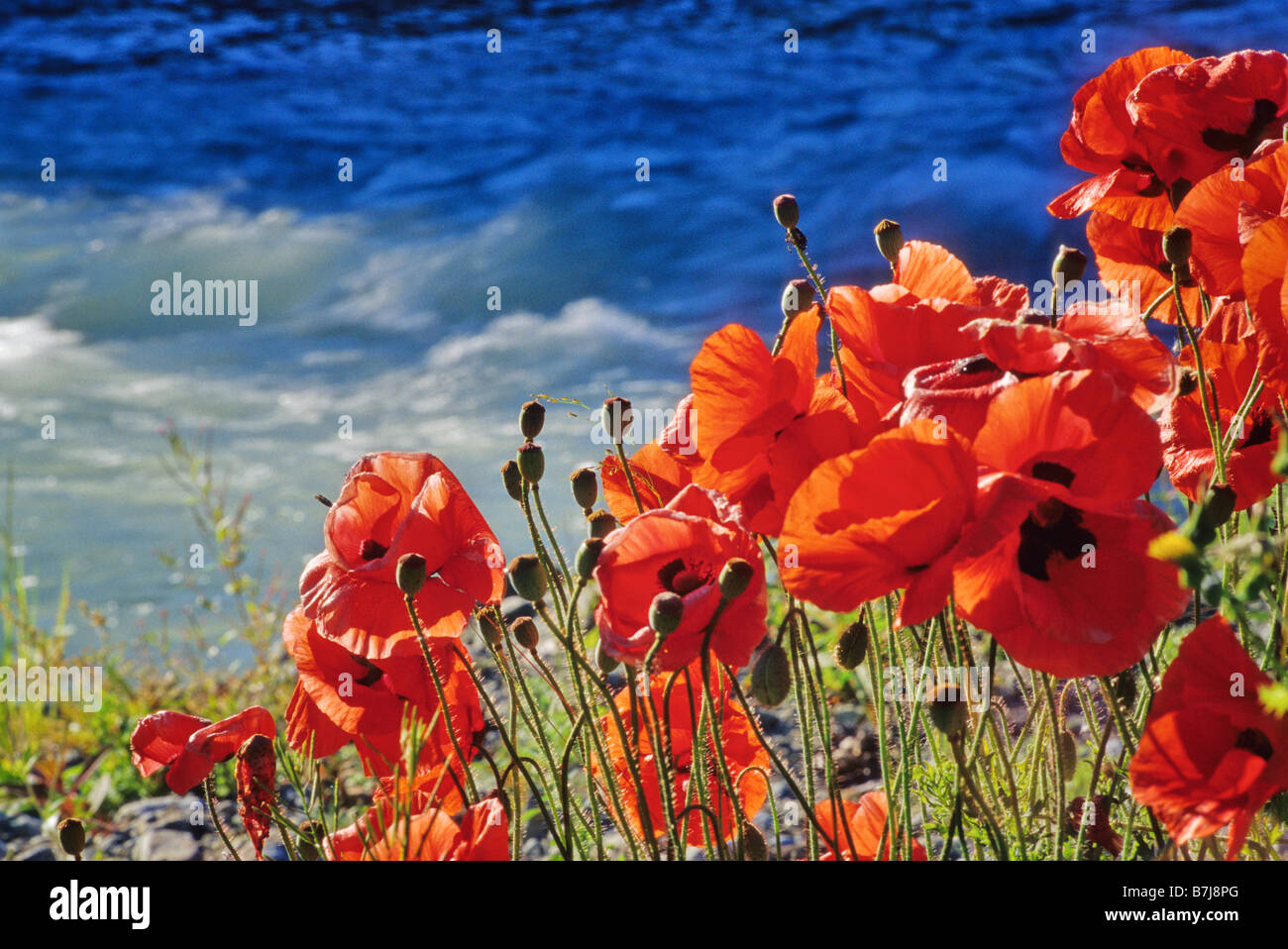 Papaveri rossi bloom, Fitzsimmons Creek in background, Whistler, BC Foto Stock