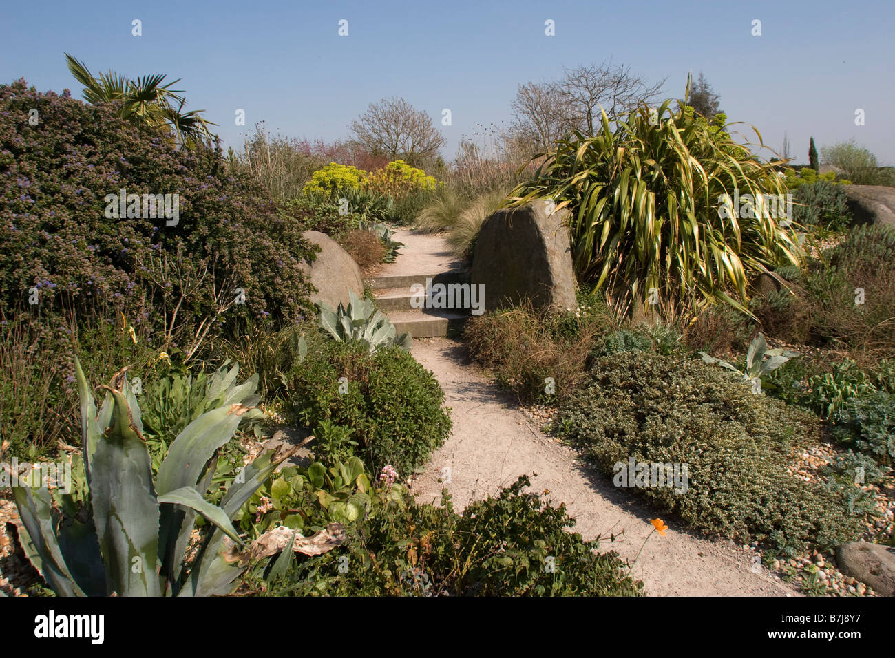 Il giardino a secco ad RHS Garden, Hyde Hall Gardens Essex England Regno Unito GB Foto Stock