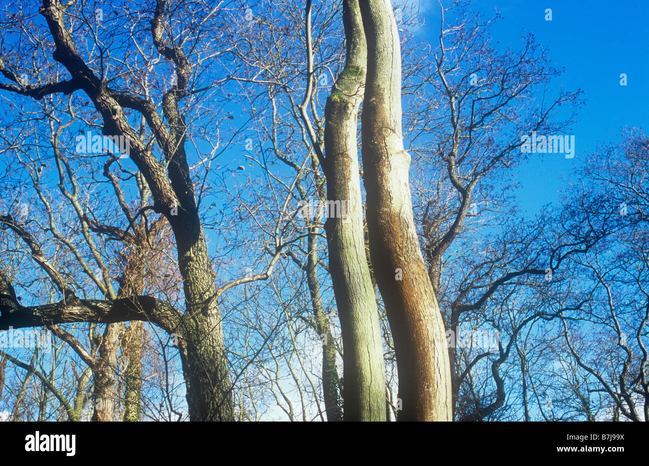Due liscio linee sinuose di comune frassino strettamente raggiungendo in parallelo per il cielo blu con ontano comune dietro Foto Stock