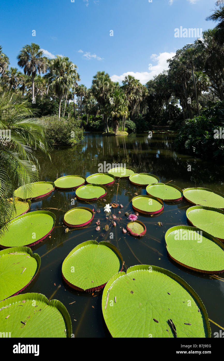 Longwood ibrido di Victoria Ninfee Bok Tower Gardens, vicino al lago di Galles, Central Florida, Stati Uniti d'America Foto Stock