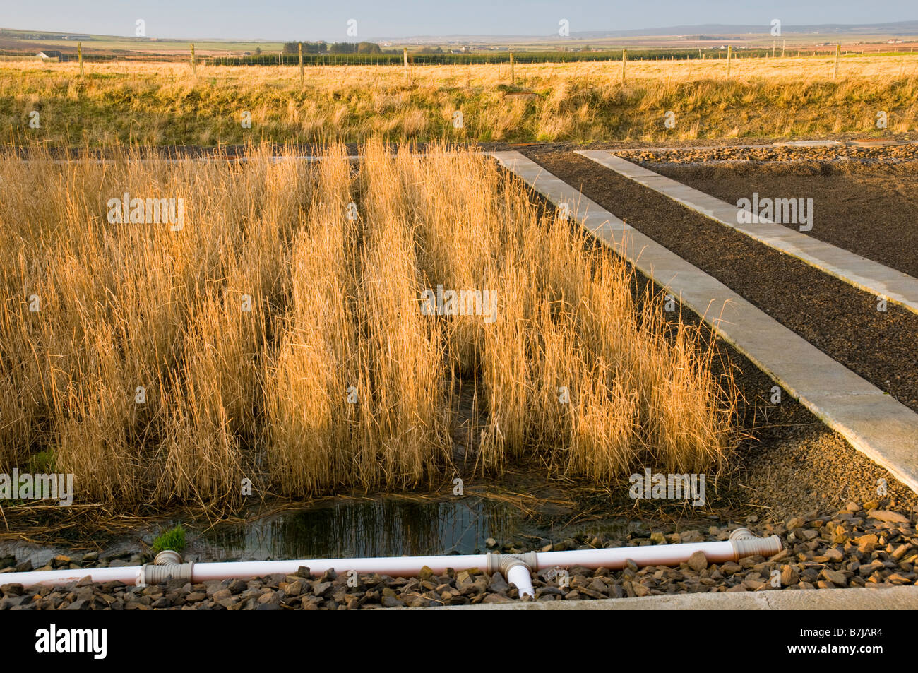 Letto Reed liquame disposizione di sistema presso il villaggio di Mey Caithness in Scozia, Regno Unito Foto Stock