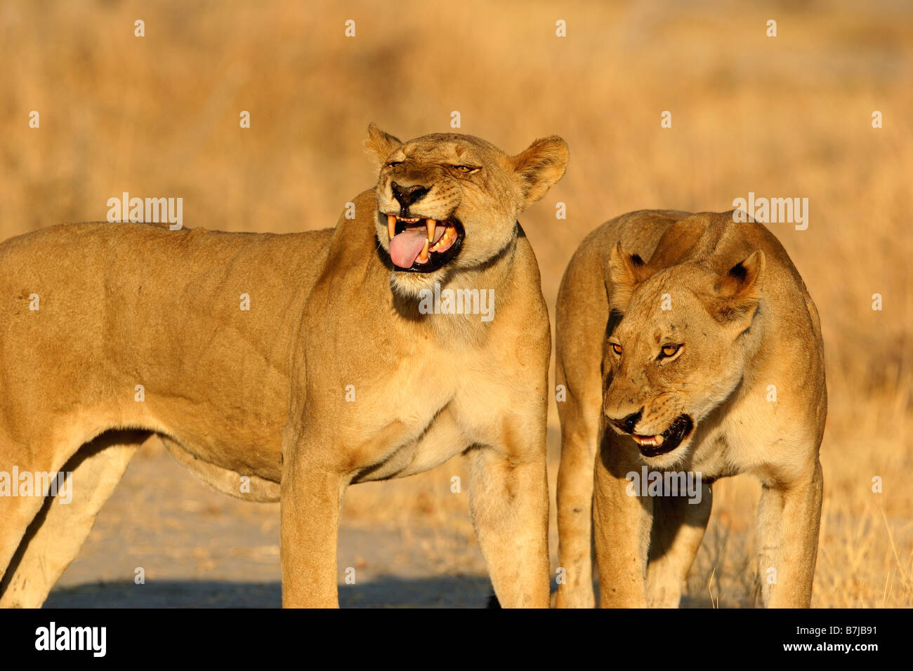 Una femmina di Lion che mostra la risposta flehmen Foto Stock