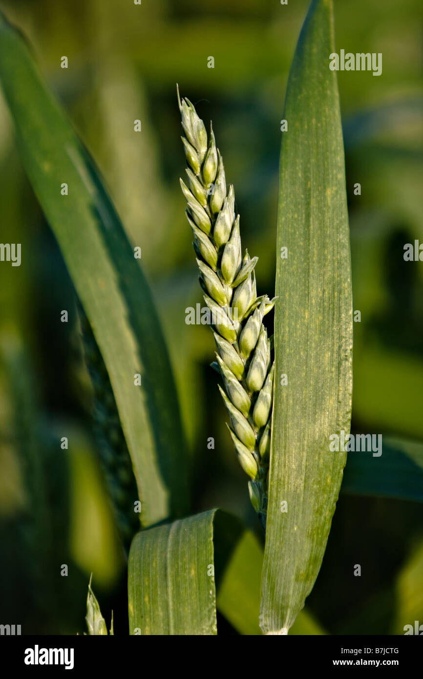 Orecchio di grano (Triticum) Foto Stock