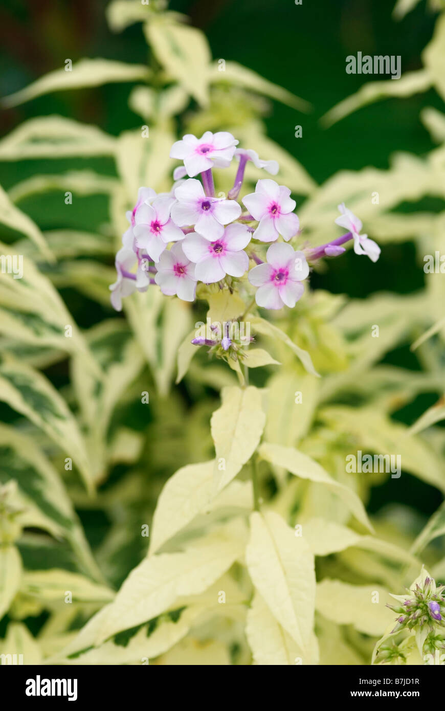 PHLOX PANICULATA NORA LEIGH Foto Stock