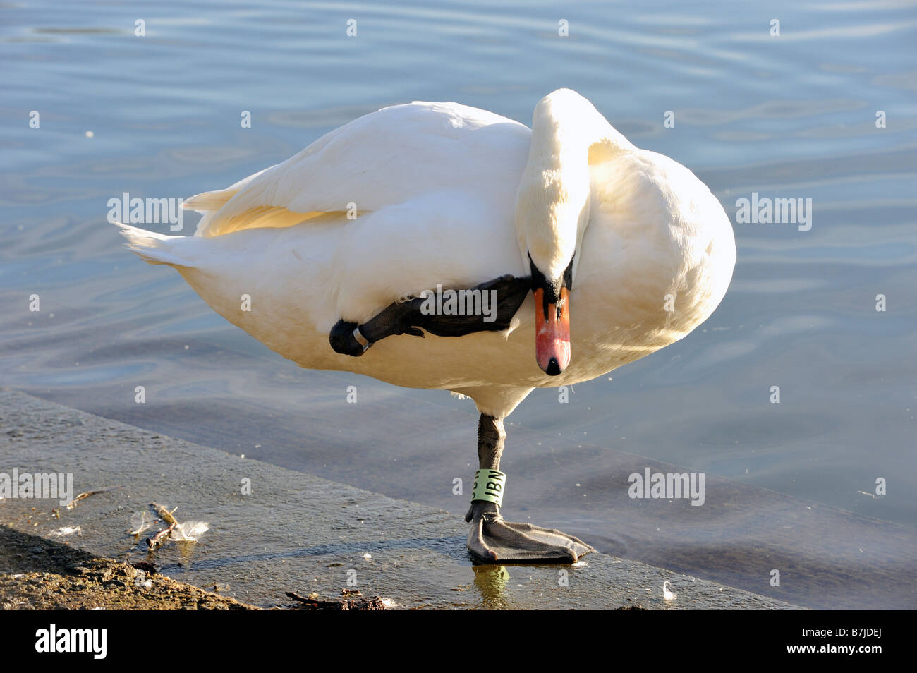 Swan in piedi su una gamba Foto Stock