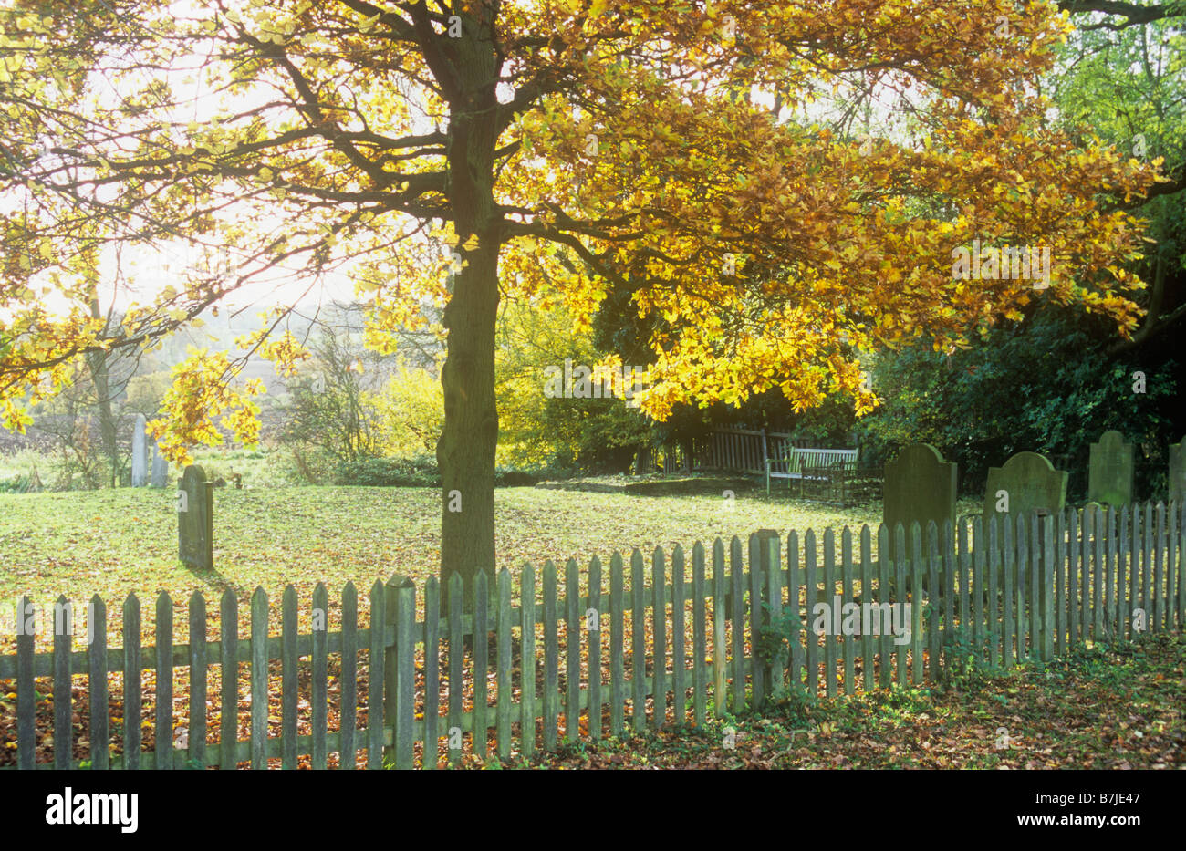 Golden retroilluminato inglese autunnali alberi di quercia nel cimitero con le lapidi di erba e da banco e Picket Fence cespugli e campi Foto Stock