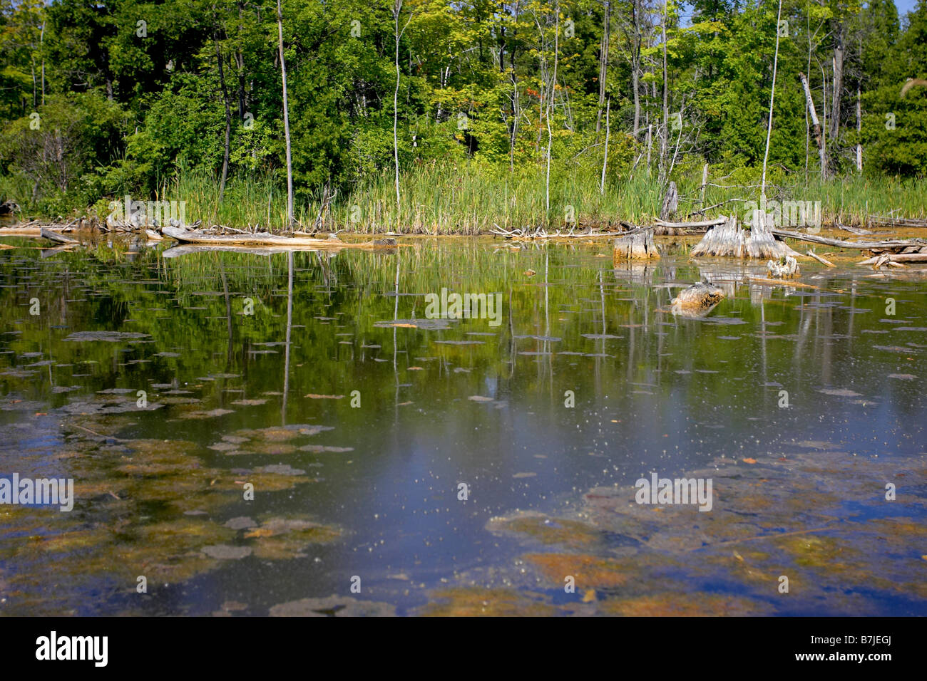 Palude; Canada Ontario, Campbellville Foto Stock