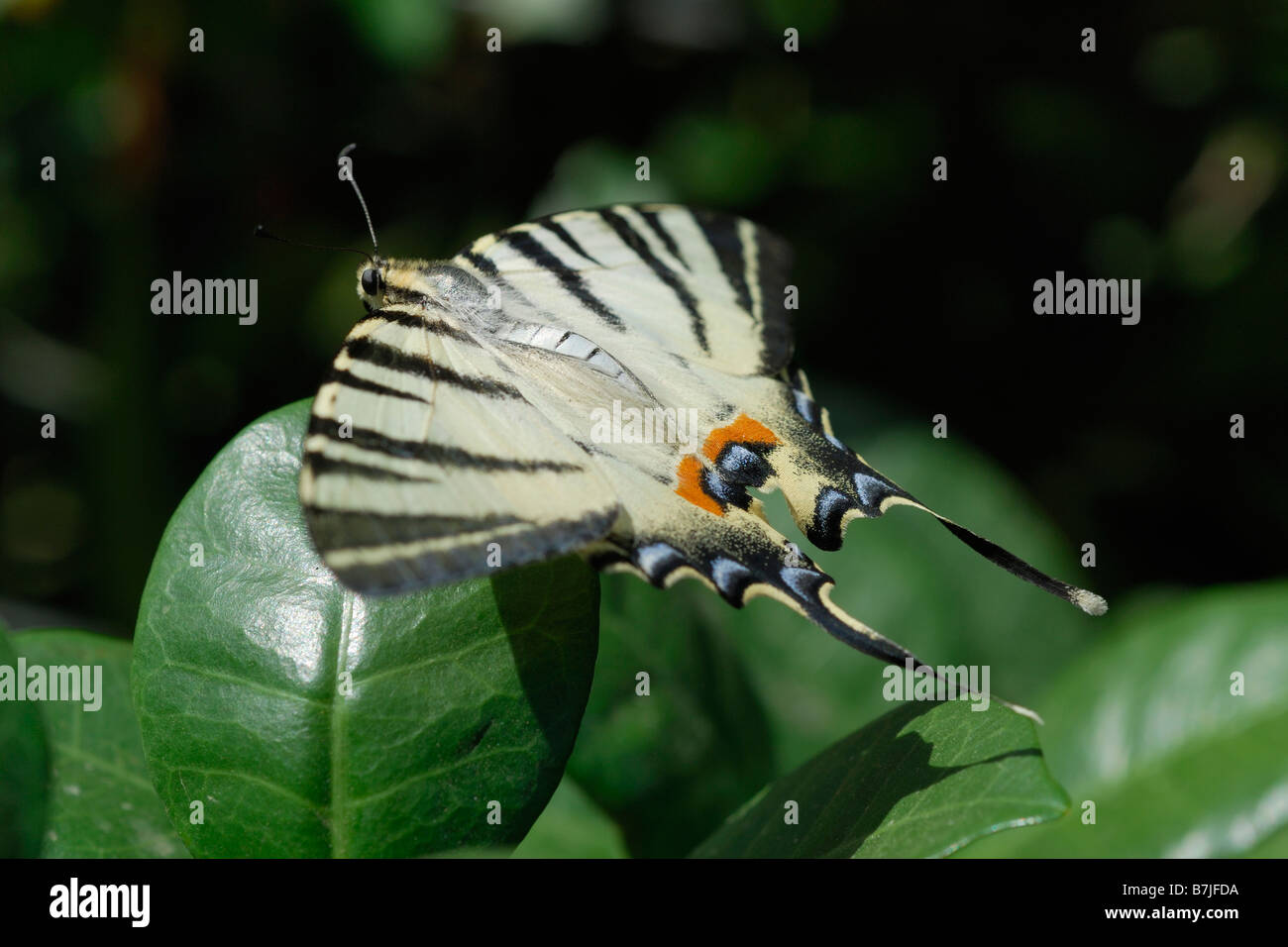 Extreme close up tiger farfalla a coda di rondine Foto Stock