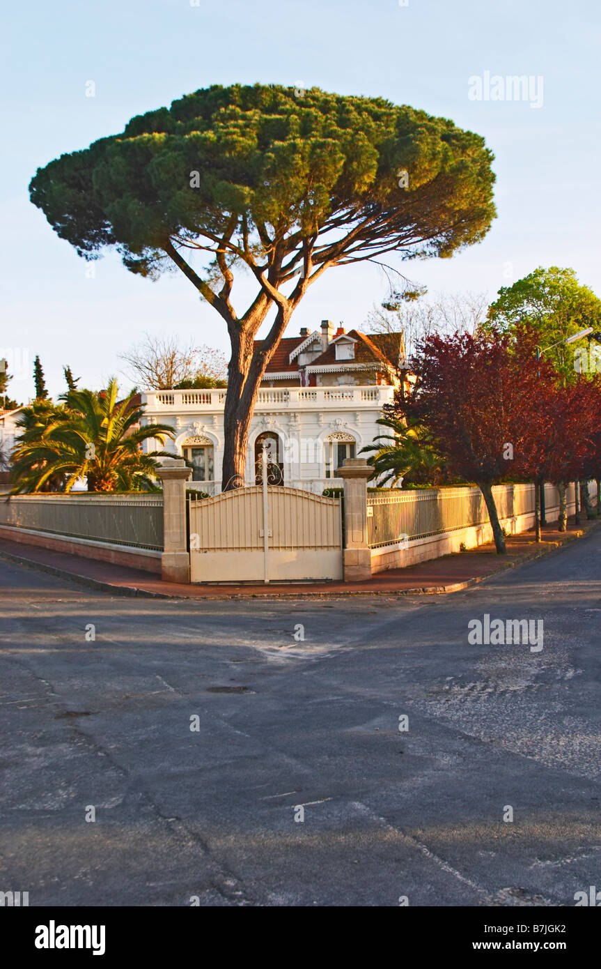 Villa del Pino a ombrello arcachon bordeaux francia Foto Stock